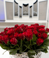 Kein Zufall: Rosen in der Lutherkirche. Sie sind die Wappenblume des Reformators Martin Luther (Foto: Anna Siggelkow)