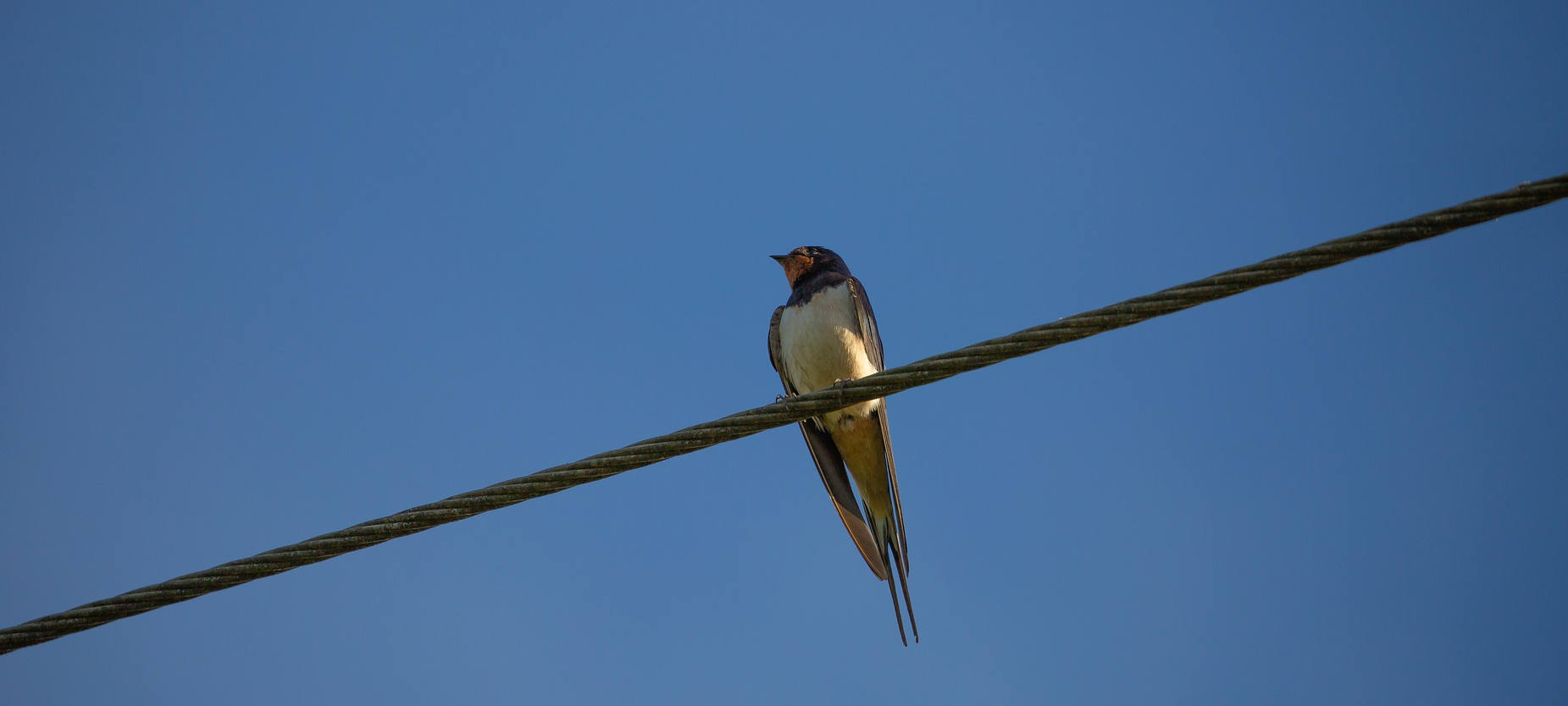 Vogel - Bird on the wire